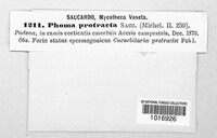 Phoma protracta image